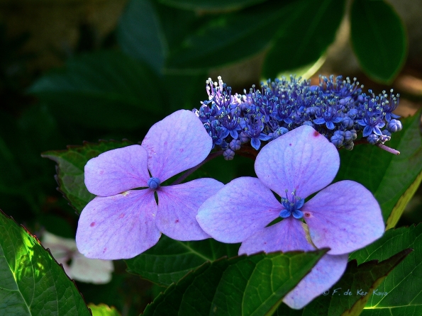 Bois des Moutiers  (47) Summer 2012